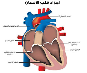 شكل قلب الانسان من الداخل