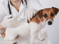 تطعيم ضد داء الكلب