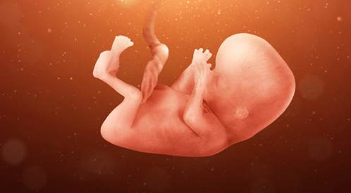 الاسبوع الثالث عشر من الحمل