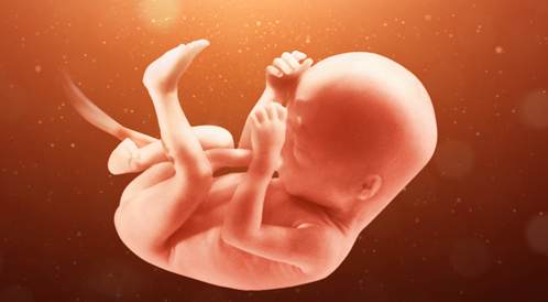 الاسبوع التاسع عشر من الحمل