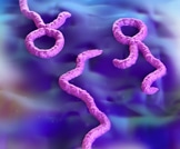 يبقى فيروس الايبولا على قيد الحياة في الخلايا المنوية أكثر من نصف سنة