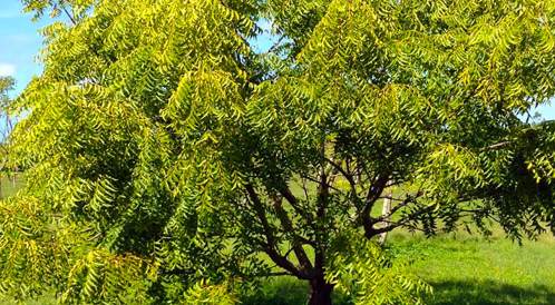شجرة النيم الهندية قد تكون العلاج لسرطان البنكرياس