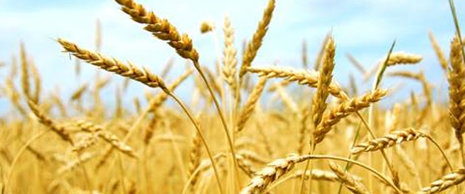 بروتينات القمح قد تؤدي الى الإصابة بالتهاب الأمعاء بروتينات القمح قد تؤدي الى الإصابة بالتهاب الأمعاء