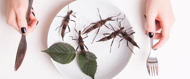 الحشرات هل هي طعام المستقبل؟