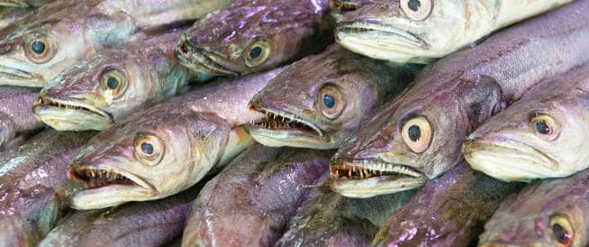 منشور يساعد في التفرقة بين السمك الطازج وغير الطازج