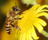 ماذا سيحصل في حال انقراض النحل؟