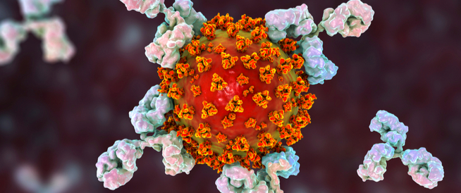 أحدث الدراسات: مناعة الجسم ضد فيروس كورونا المستجد قد تستمر لما لا يقل عن 8 أشهر