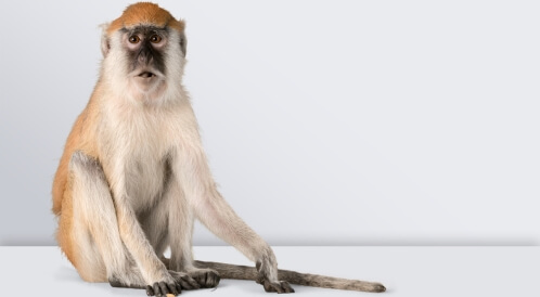 جدري القرود: جائحة جديدة أو زوبعة عابرة؟