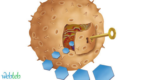 Sirolimus لعلاج فرط الإنسولينية Hyperinsulinemia لدى حديثي الولادة Sirolimus لعلاج فرط الإنسولينية Hyperinsulinemia لدى حديثي الولادة