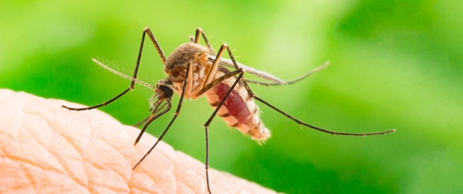 اليوم العالمي للملاريا: السبب الرئيسي للوفاة في العالم