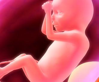 عرض مرئي: وضعيات الجنين قبل الولادة