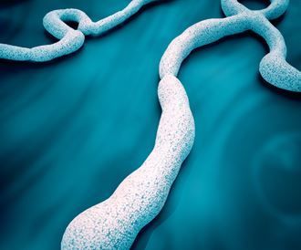 بالصور: تعرفوا على فيروس الإيبولا