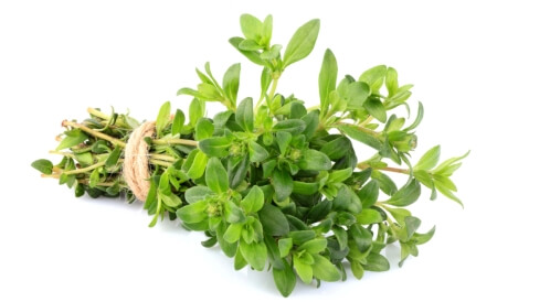 أنواع الزعتر بالصور وأبرز فوائده
