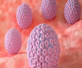 فيروس hpv بالصور: أبرز المعلومات