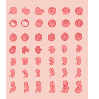 طريقة تحويل عمر الحمل من الأسابيع للأشهر