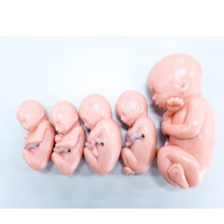 طريقة تحويل عمر الحمل من الأسابيع للأشهر