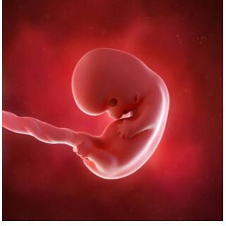 نمو الجنين في الشهر الثاني