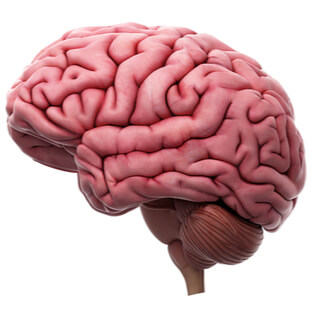 3. الحفاظ على صحة الدماغ