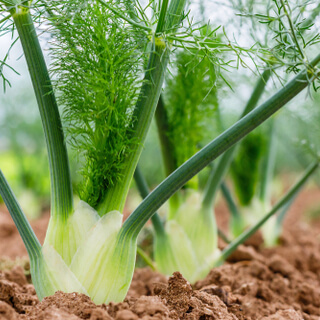 تعريف الشمر