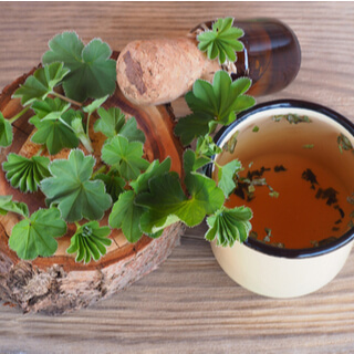 1. شاي عشبة رجل الأسد