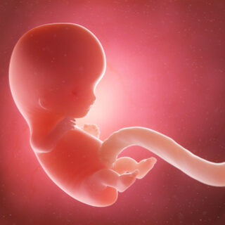 الجنين في الأسبوع التاسع