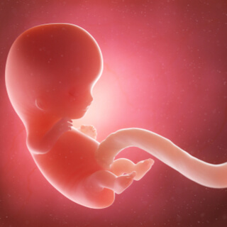 الجنين في الأسبوع الحادي عشر