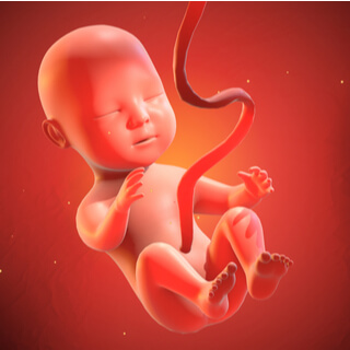 الجنين في الأسبوع 24