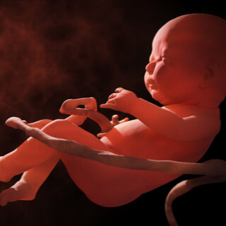 الجنين في الأسبوع 27