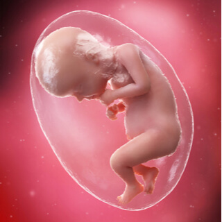 الجنين في الأسبوع 28