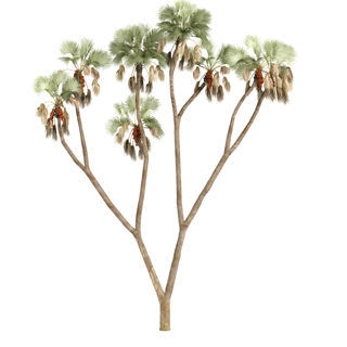 استخدام الدوم