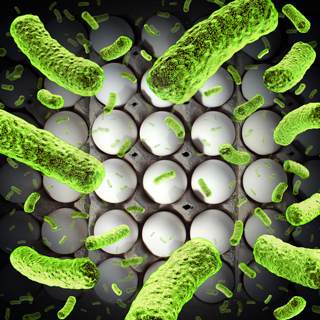 1. السالمونيلا 1. السالمونيلا