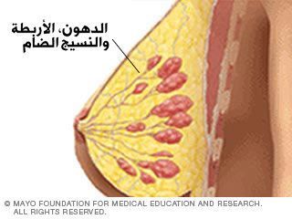الدهن، والأربطة، والنسيج الضام