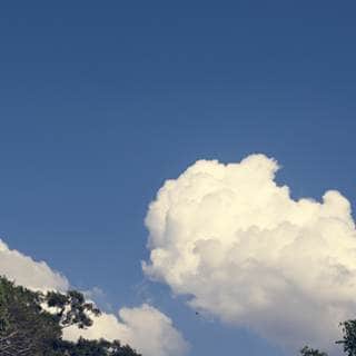 الحفاظ على طبقة الأوزون