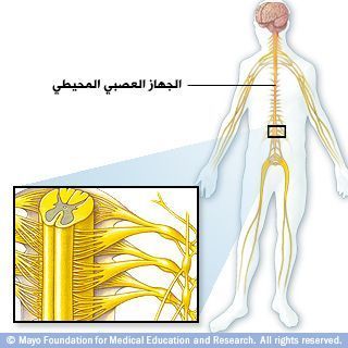 جهاز الأعصاب المحيطي