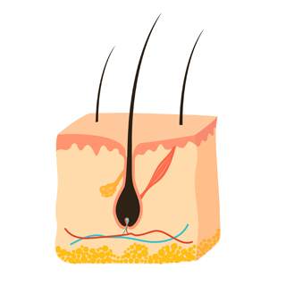 كيف ينمو الشعر؟