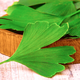 4. عشبة جنكو بيلوبا 