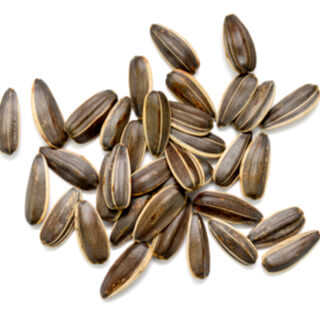 بذور عباد الشمس بذور عباد الشمس