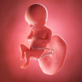 الأسبوع السادس عشر من الحمل