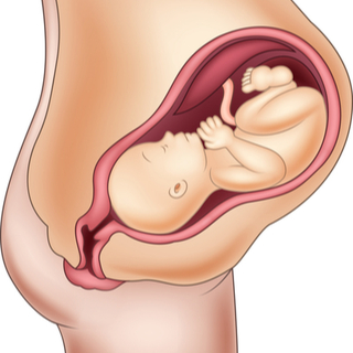 مراحل نمو الجنين شهري ا بالصور ويب طب