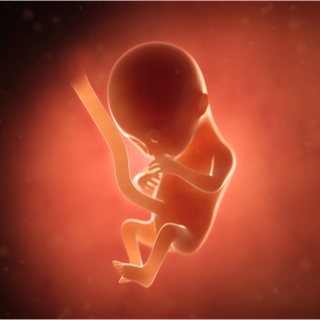 الشهر الرابع من الحمل 