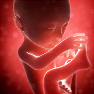 الشهر السابع من الحمل