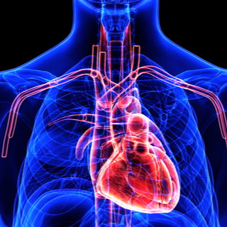 7. تحسن وظيفة الدورة الدموية 7. تحسن وظيفة الدورة الدموية