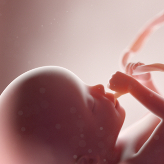 تطور الجسم الخارجي للجنين خلال الحمل في الشهر الثاني 