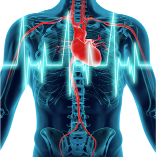 كيف يعمل قلب الإنسان؟