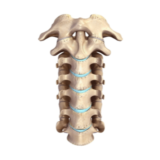 شكل الفقرات العنقية