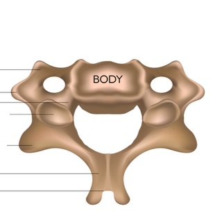 تركيب الفقرات العنقية النمطية