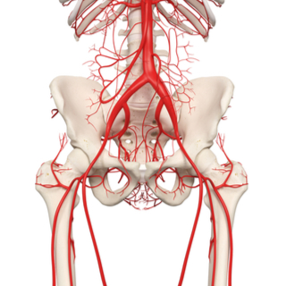 2. الشرايين السفلية
