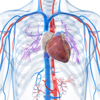 1. الأوردة العلوية