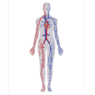 2. الأوردة السفلية