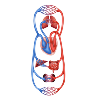 دوران الدم في الجسم
